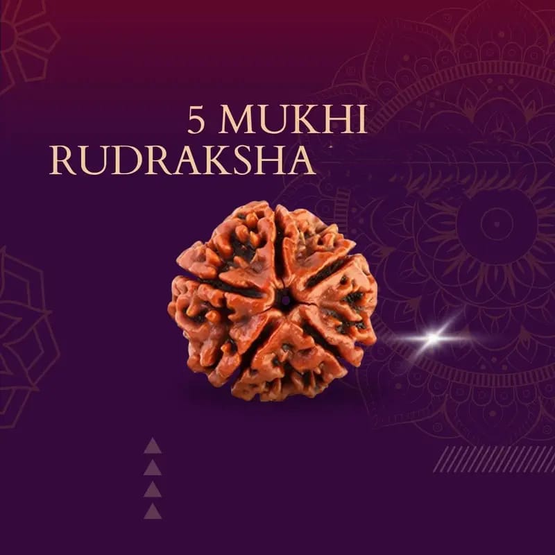Rudraksha