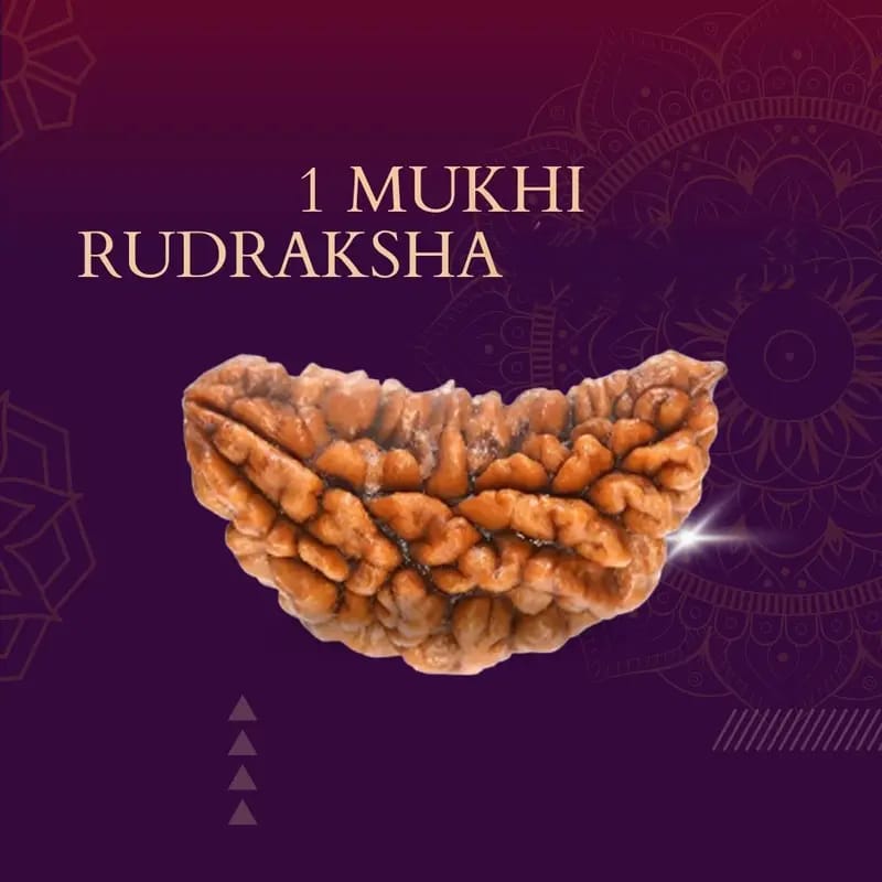 Rudraksha